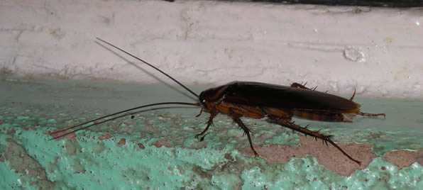 Insect & Pest Control