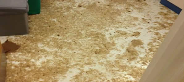 Sewage Cleanup Service