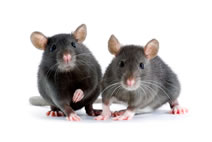 Rats, Mice & Infestation Cleaning